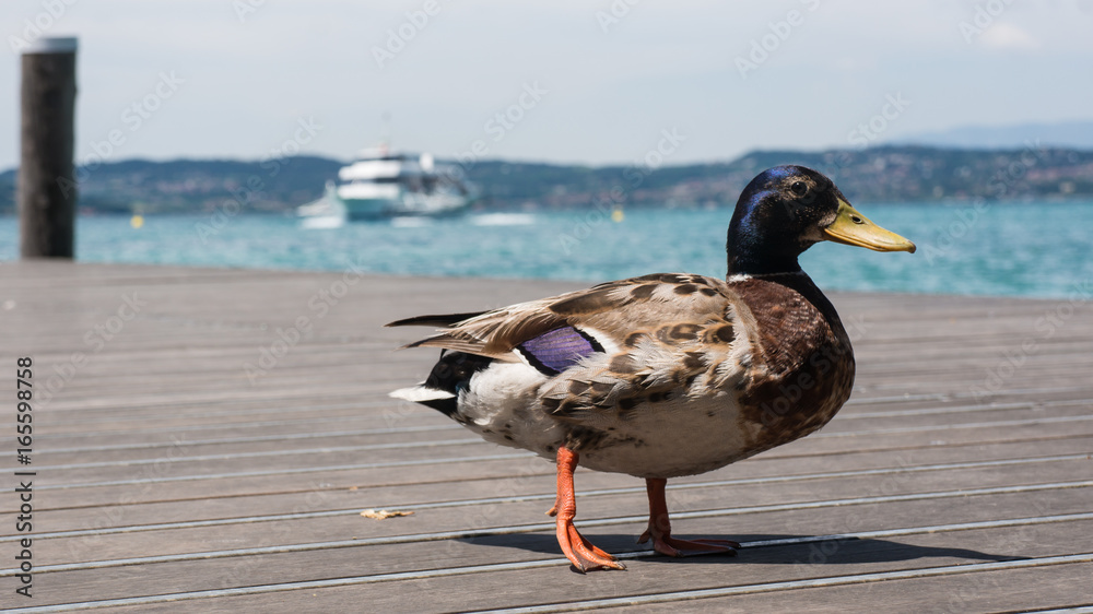 Duck standing on pier