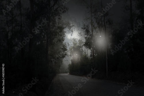 Forest road in a full moon night © Zacarias da Mata