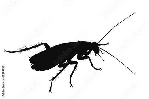 Vector cockroach