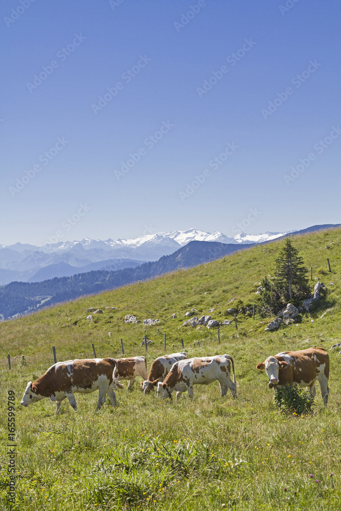 Kuhherde vor Alpenpanorama