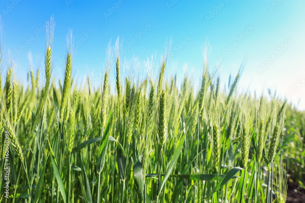 Beautiful wheat field with blue sky on background Beautiful wheat field with blue sky on background