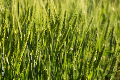 Fototapeta Naklejka Na Ścianę i Meble -  Spikelets on wheat field, closeup