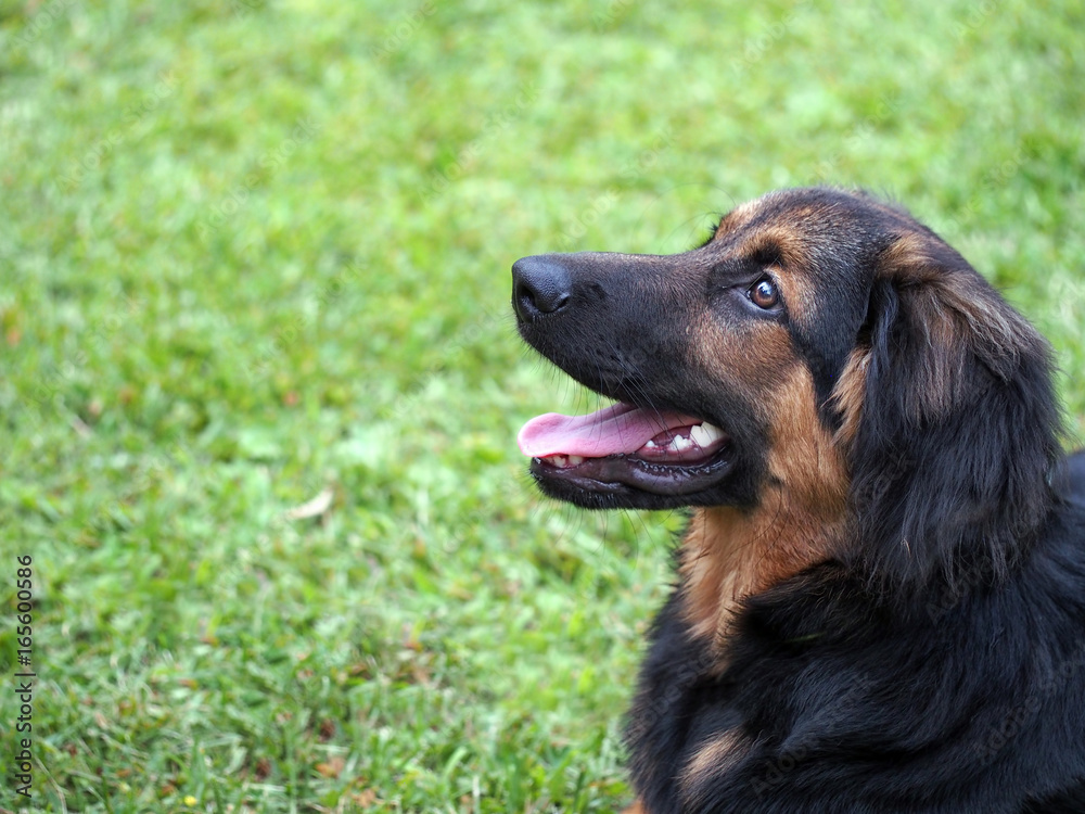 Cut brown, black dog wants to play.Grass background. Cut brown, black dog wants to play.Grass background.