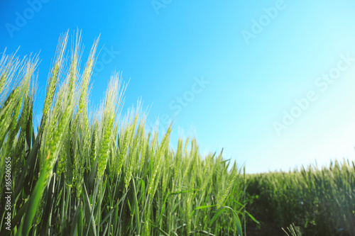 Beautiful wheat field with blue sky on background