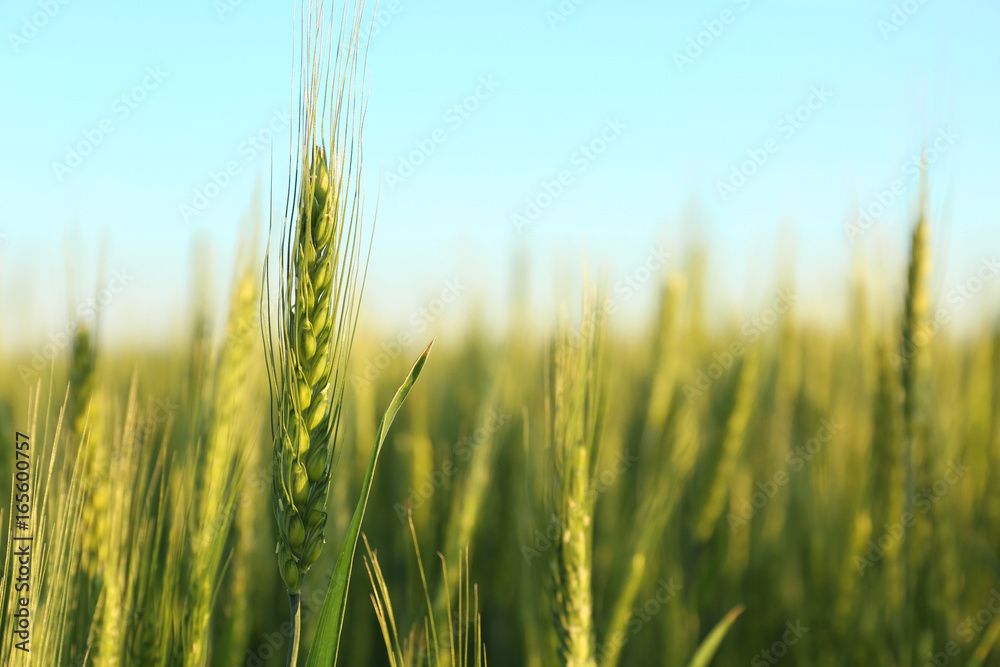 Beautiful spikelet on wheat field, closeup Beautiful spikelet on wheat field, closeup