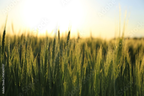 Beautiful wheat field with sky on background