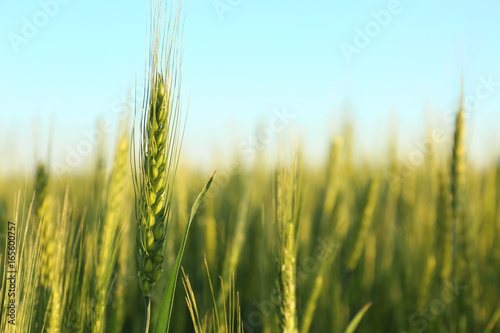 Beautiful spikelet on wheat field  closeup