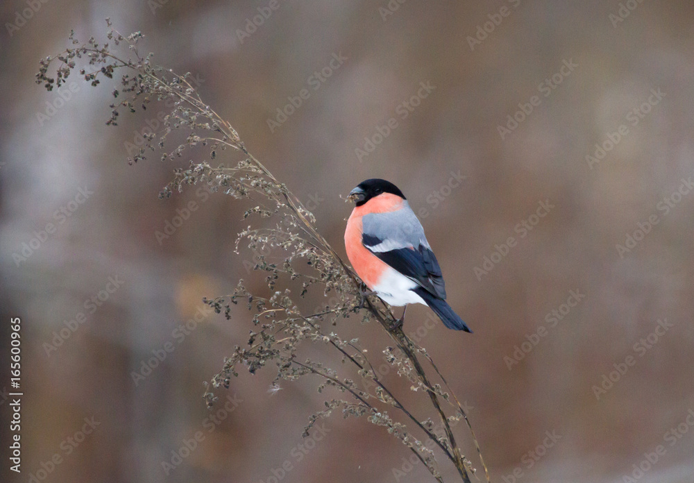 Fototapeta premium Bullfinch (Pyrrhula pyrrhula) on the dry branch of plant