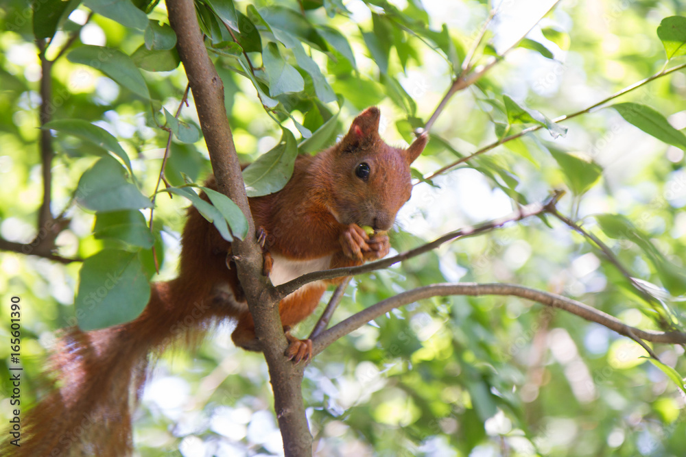Red squirrel (Sciurus vulgaris) Red squirrel (Sciurus vulgaris)