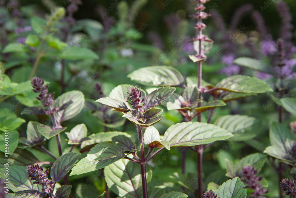 Obraz premium Mint growing in a garden