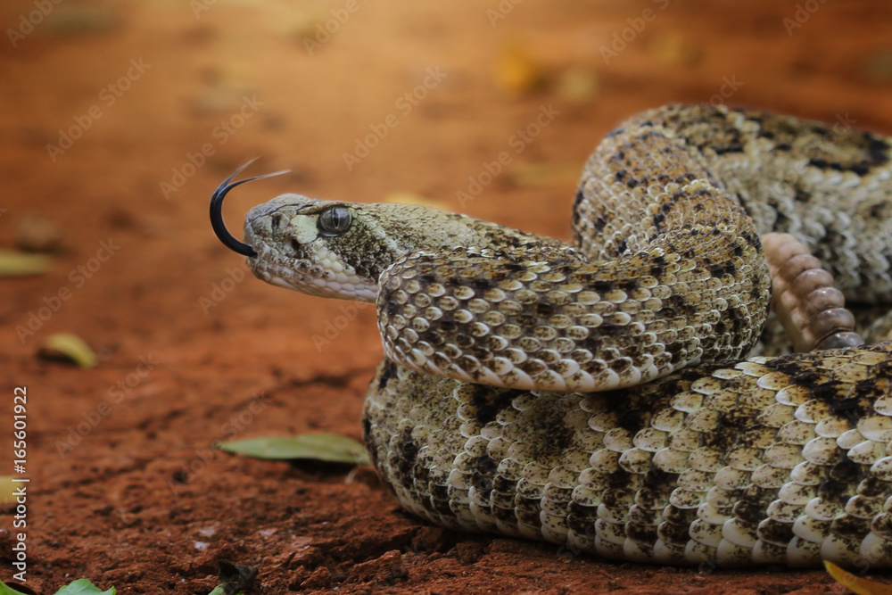 Naklejka premium Snake, Diamondback Rattlesnake