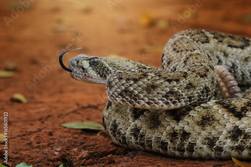 Snake, Diamondback Rattlesnake