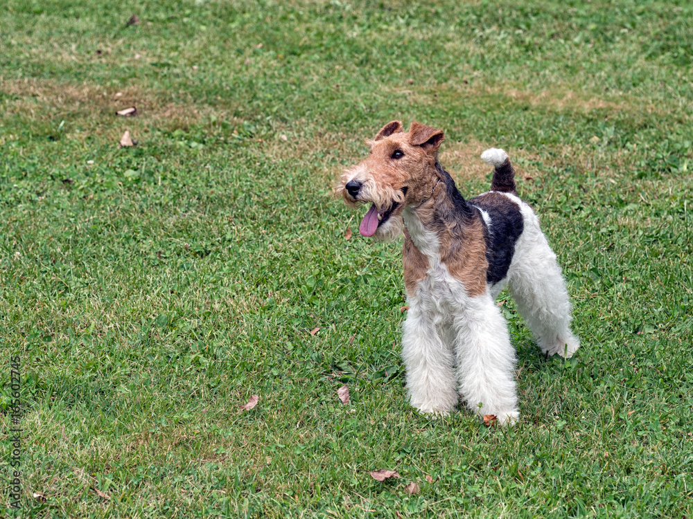 Wire hair fox terrier in park. Wire hair fox terrier in park.