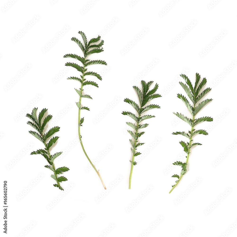 Fototapeta premium Silverweed (Argentina anserina) on a white background