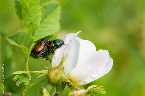 Beetles reproduce on a rose hip. photo