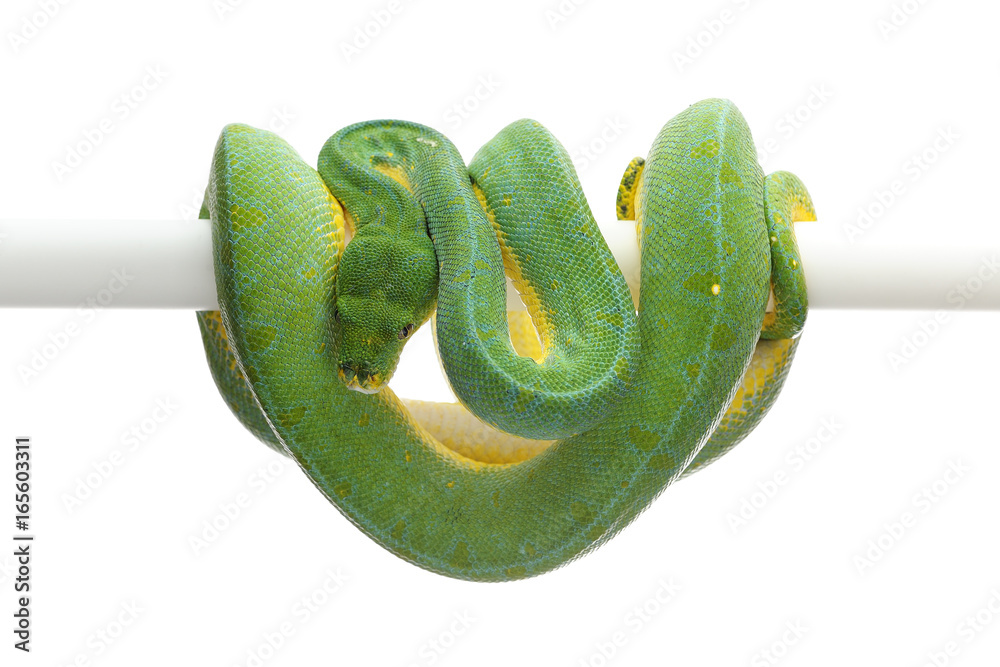 White Green Tree Python