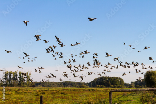 Start der Wildgänse im Naturpark Steinhuder Meer