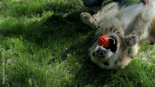 Pleasant boy playing with his dog in the park