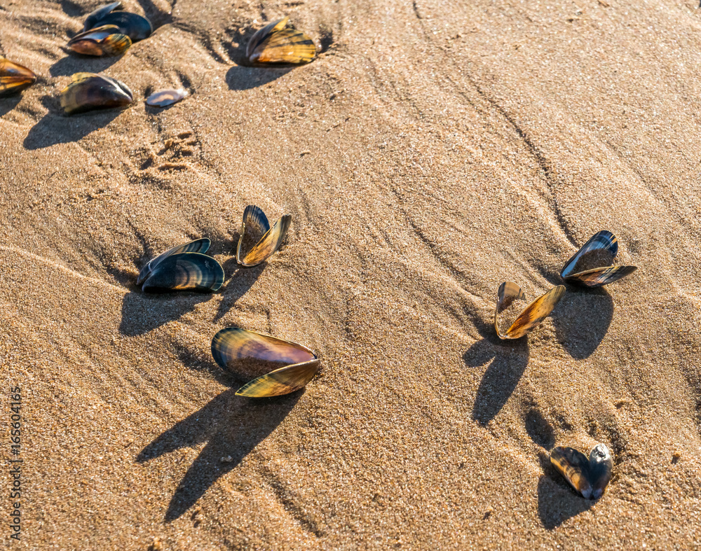 Obraz premium Open mussel shells.