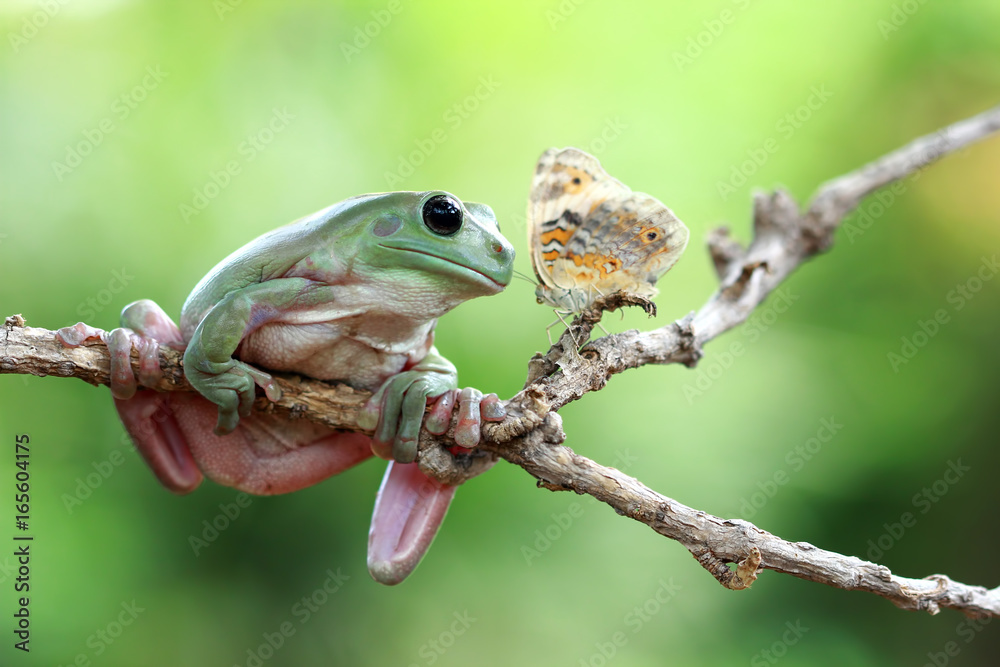 Obraz premium Tree frog on branch, frog