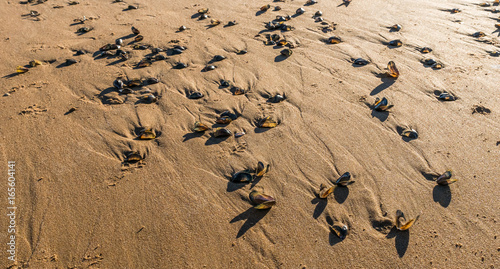 Open mussel shells. photo