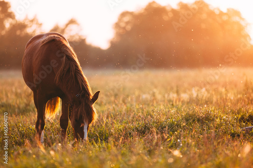 Horse grazing in meadow on sunset photo