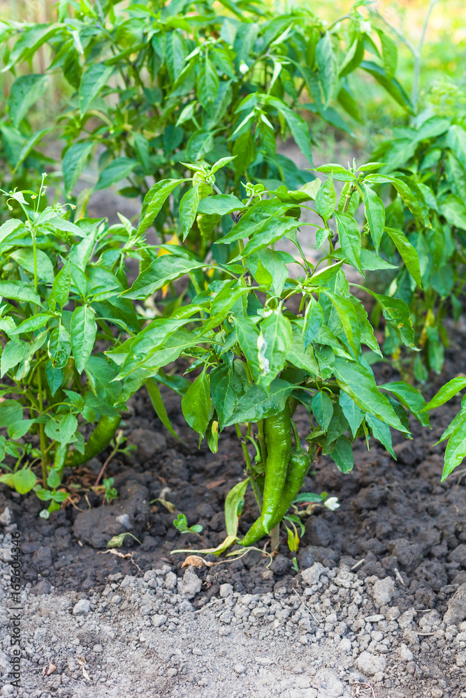 green chilli pepper bush on beds in garden green chilli pepper bush on beds in garden