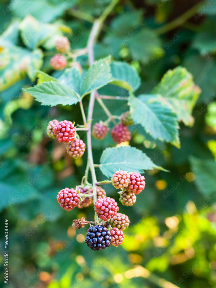 view of blackberries on twig in summer season view of blackberries on twig in summer season