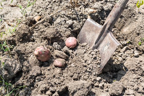 Dig out ripe potatoes by shovel in garden