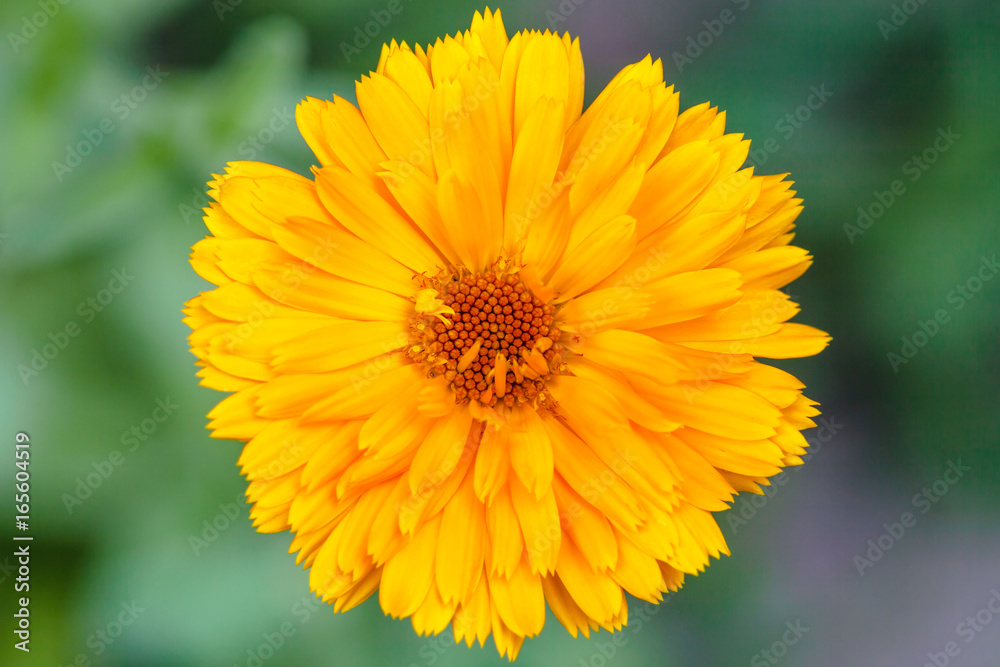 top view of yellow Calendula flower close up top view of yellow Calendula flower close up