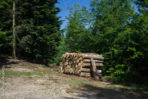 wooden logs in the forest