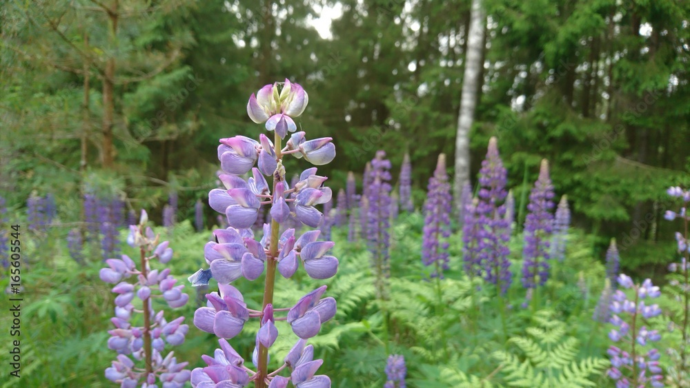 Obraz premium Lupines in the forest in summer