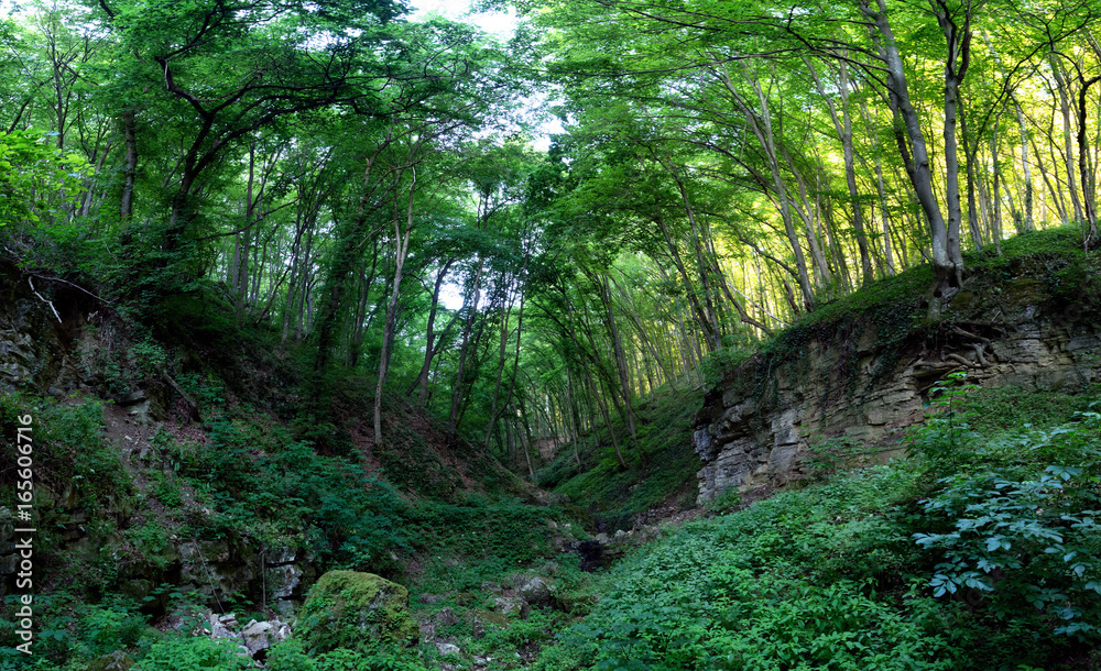 Fototapeta premium Mystical forest road