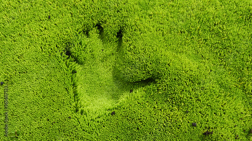 hellgrün leuchtendes weiches Moos in Island