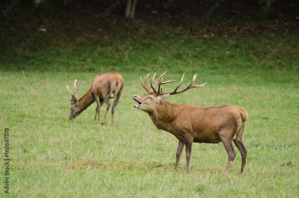 Cerf Cerf