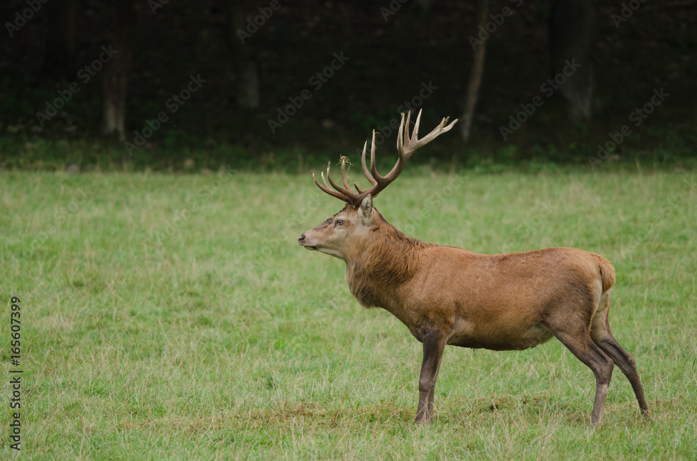 Cerf Cerf