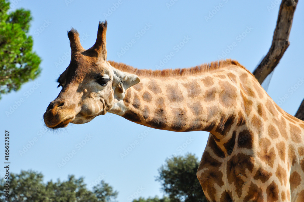 giraffe with its long neck