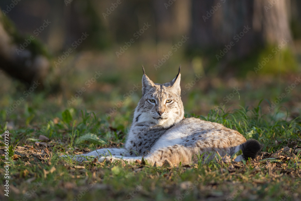 Lynx