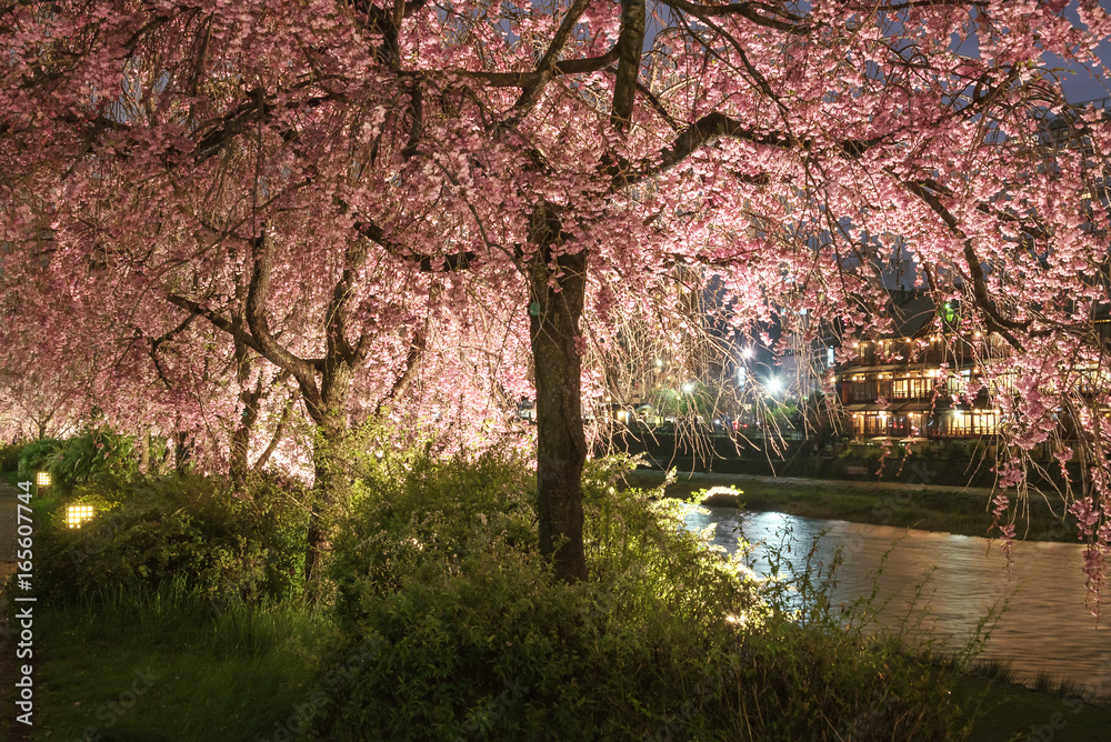 鴨川　花の回廊　桜ライトアップ