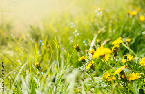Field with dandelions in sunlight