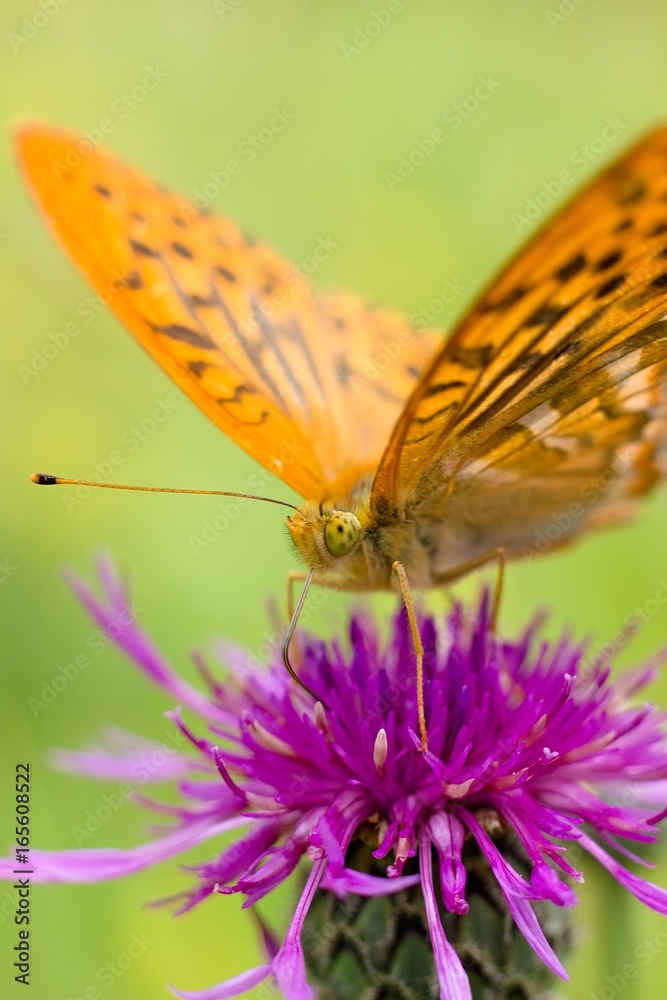 Obraz premium Argynnis paphia