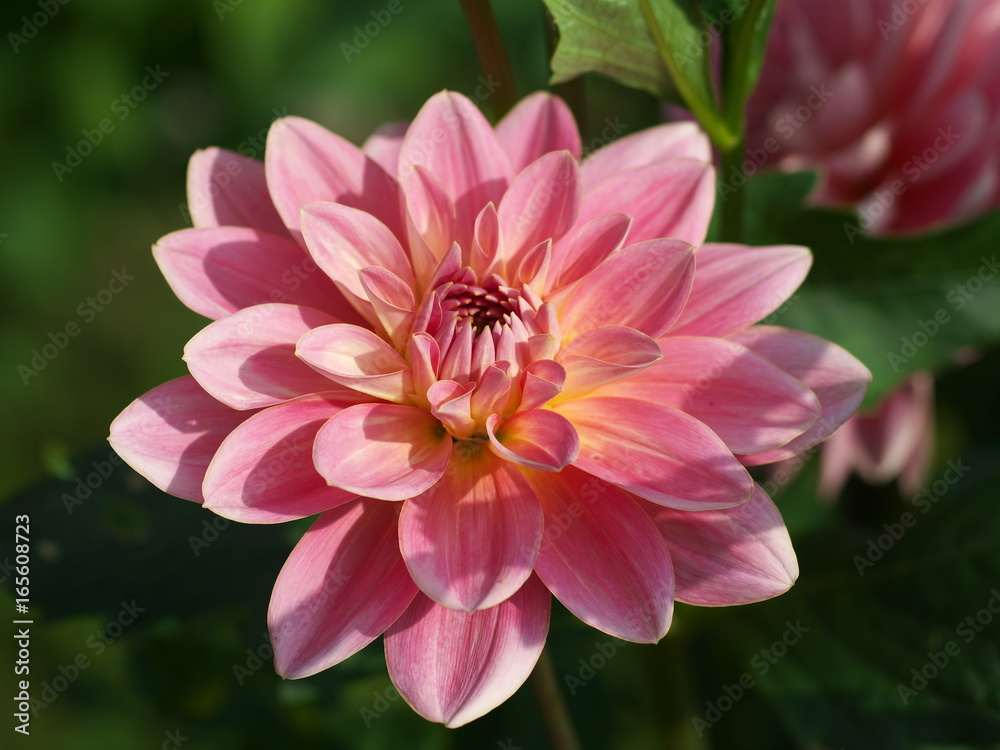 Pink dahlia Flower on the natural background, closeup photo