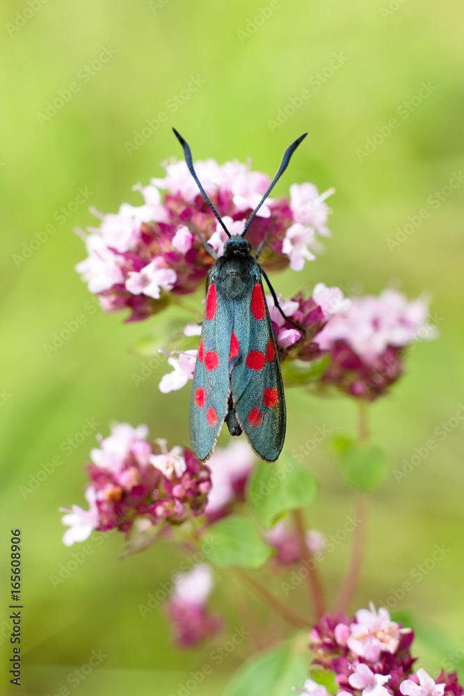 Butterfly Zygaena filipendulae Butterfly Zygaena filipendulae