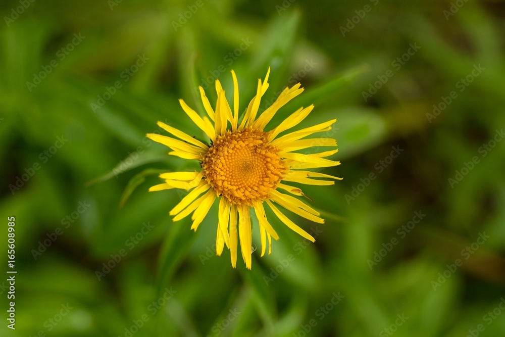 custom made wallpaper toronto digitalYellow flower for color background.