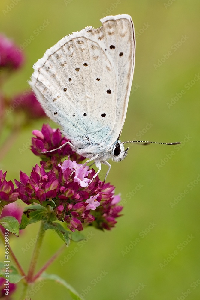 Butterfly Polyommatus Butterfly Polyommatus