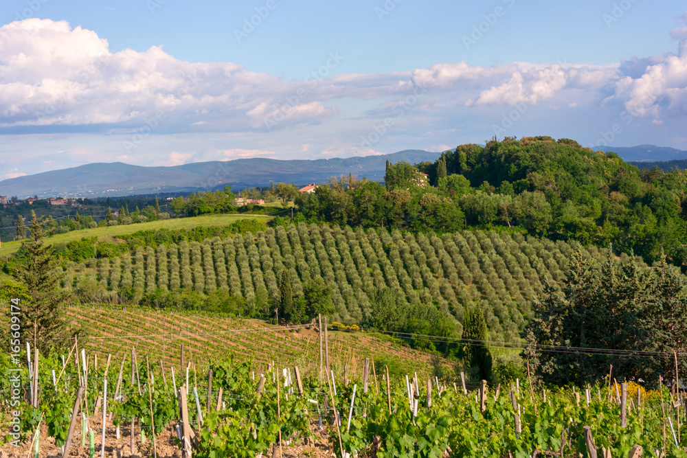 Viineyard landscape in Tuscany