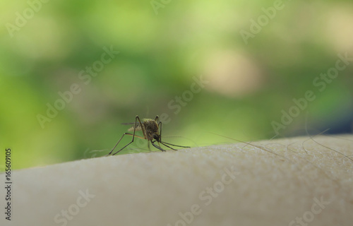 Close up of mosquito sucking blood on human skin, Mosquito is carrier of Malaria/ Encephalitis/ Dengue/ Zika virus