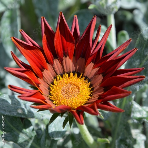 Gazanie - Gazania - Mittagsgold blüht rot auf  photo