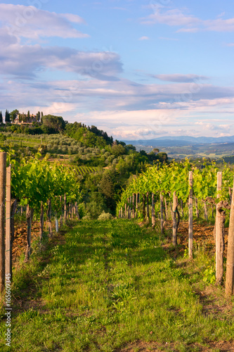 Viineyard landscape in Tuscany