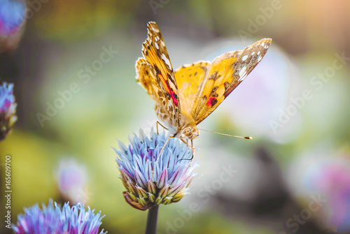 Canvas Print Butterfly on a flower. Selective focus.